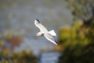 Black-headed gull (Chroicocephalus ridibundus) flying, Camargue, France