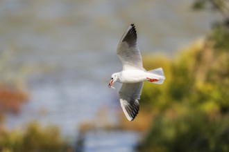 Black-headed gull (Chroicocephalus ridibundus) flying, Camargue, France