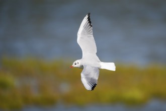 Black-headed gull (Chroicocephalus ridibundus) flying, Camargue, France