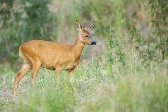 Roe deer (Capreolus capreolus) walking on a meadow in summer, Hesse, Germany