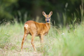 Roe deer (Capreolus capreolus) standing on a meadow in summer, Hesse, Germany