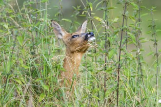 Roe deer (Capreolus capreolus) standing on a meadow in summer, Hesse, Germany