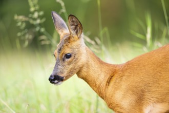 Roe deer (Capreolus capreolus) standing on a meadow in summer, portrait, Hesse, Germany