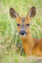 Roe deer (Capreolus capreolus) lying on a meadow in summer, portrait, Hesse, Germany