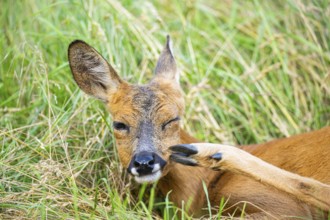 Roe deer (Capreolus capreolus) lying on a meadow in summer, portrait, Hesse, Germany