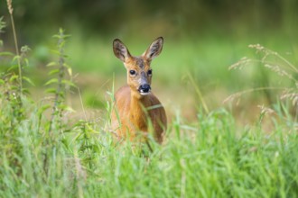 Roe deer (Capreolus capreolus) standing on a meadow in summer, Hesse, Germany