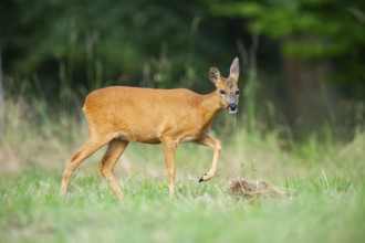 Roe deer (Capreolus capreolus) walking on a meadow in summer, Hesse, Germany