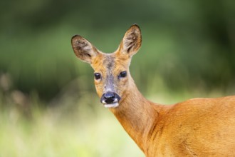 Roe deer (Capreolus capreolus) standing on a meadow in summer, portrait, Hesse, Germany