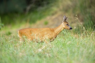 Roe deer (Capreolus capreolus) walking on a meadow in summer, Hesse, Germany
