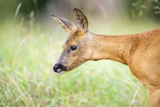 Roe deer (Capreolus capreolus) standing on a meadow in summer, portrait, Hesse, Germany