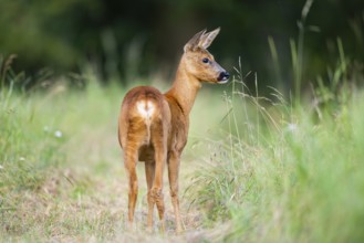 Roe deer (Capreolus capreolus) standing on a meadow in summer, Hesse, Germany