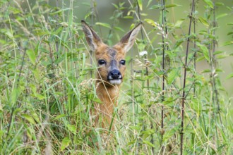 Roe deer (Capreolus capreolus) standing on a meadow in summer, Hesse, Germany