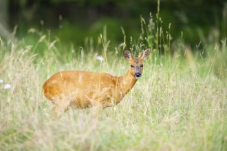 Roe deer (Capreolus capreolus) standing on a meadow in summer, Hesse, Germany