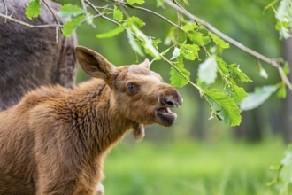 Eurasian elk (Alces alces) youngster standing in a forest in early summer eating leafes from a