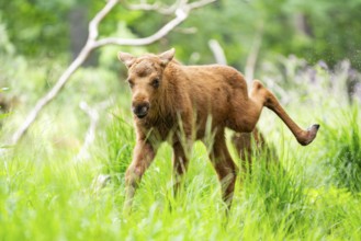 Eurasian elk (Alces alces) calf (youngster) walking through a forest in early summer, Hesse,