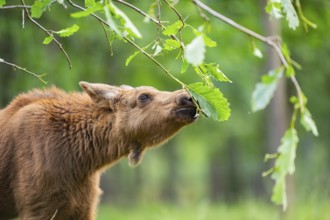 Eurasian elk (Alces alces) youngster standing in a forest in early summer eating leafes from a