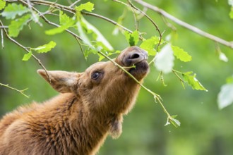Eurasian elk (Alces alces) youngster standing in a forest in early summer eating leafes from a