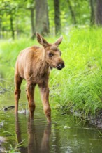 Eurasian elk (Alces alces) calf (youngster) walking in a little stream in a forest in early summer,