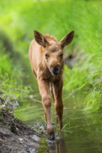 Eurasian elk (Alces alces) calf (youngster) walking in a little stream in a forest in early summer,