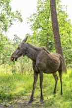 Eurasian elk (Alces alces) standing in a forest in early summer eating leafes from a tree, Hesse,
