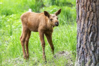 Eurasian elk (Alces alces) calf (youngster) standing in a forest in early summer, Hesse, Germany