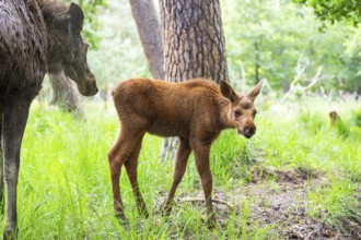 Eurasian elk (Alces alces) mother with her calf (youngster) in a forest in early summer, Hesse,