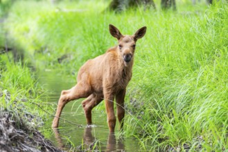 Eurasian elk (Alces alces) calf (youngster) standing in a little stream in a forest in early