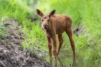 Eurasian elk (Alces alces) calf (youngster) standing in a little stream in a forest in early