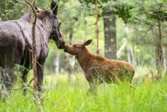 Eurasian elk (Alces alces) mother with her calf (youngster) in a forest in early summer, Hesse,