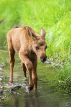 Eurasian elk (Alces alces) calf (youngster) walking in a little stream in a forest in early summer,