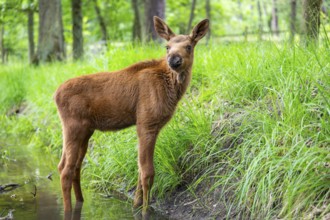 Eurasian elk (Alces alces) calf (youngster) standing in a little stream in a forest in early
