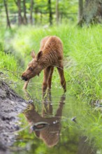 Eurasian elk (Alces alces) calf (youngster) standing in a little stream in a forest in early