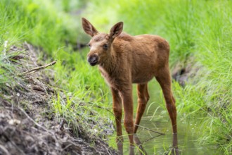 Eurasian elk (Alces alces) calf (youngster) standing in a little stream in a forest in early