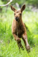 Eurasian elk (Alces alces) calf (youngster) running through a forest in early summer, Hesse,