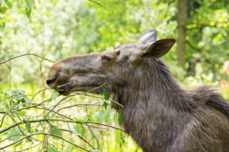 Eurasian elk (Alces alces) standing in a forest in early summer eating leafes from a tree,