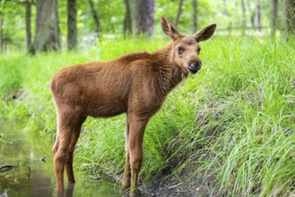 Eurasian elk (Alces alces) calf (youngster) standing in a little stream in a forest in early