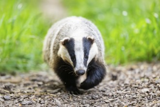 European badger (Meles meles) walking through the grass, Hesse, Germany