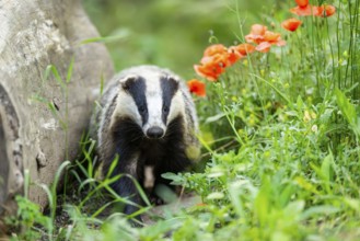European badger (Meles meles) walking through the grass, Hesse, Germany