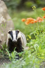 European badger (Meles meles) walking through the grass, Hesse, Germany
