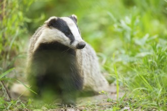 European badger (Meles meles) sitting on the ground, Hesse, Germany