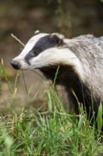 European badger (Meles meles) standing in the grass, Hesse, Germany