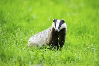 European badger (Meles meles) sitting in the grass, Hesse, Germany