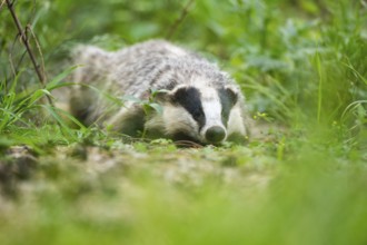 European badger (Meles meles) lying on the ground, Hesse, Germany