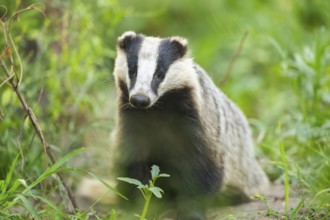 European badger (Meles meles) sitting on the ground, Hesse, Germany