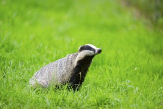 European badger (Meles meles) sitting in the grass, Hesse, Germany