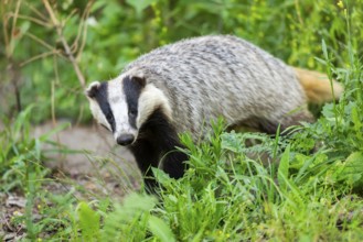 European badger (Meles meles) walking through the grass, Hesse, Germany