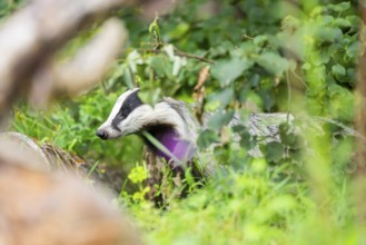 European badger (Meles meles) walking through the grass, Hesse, Germany
