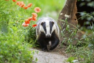 European badger (Meles meles) walking through the grass, Hesse, Germany