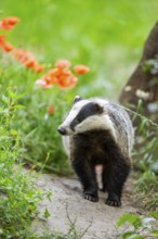 European badger (Meles meles) standing in the grass, Hesse, Germany
