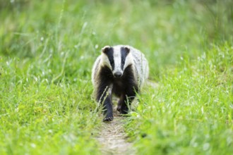 European badger (Meles meles) walking through the grass, Hesse, Germany